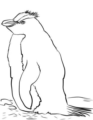 Erect Crested Penguin Coloring Page